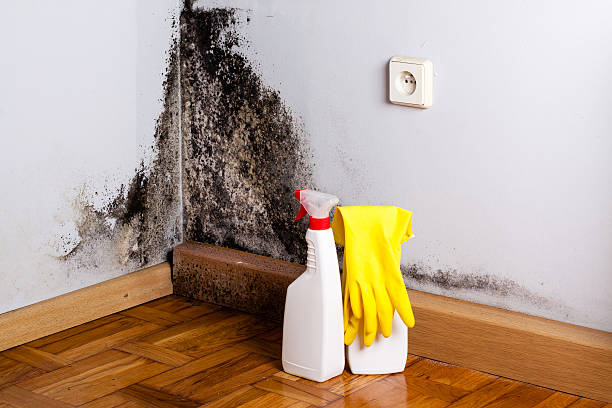 Certified Mold Removal in Springfield, KY